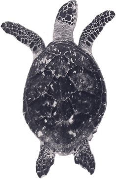 Sea Turtle